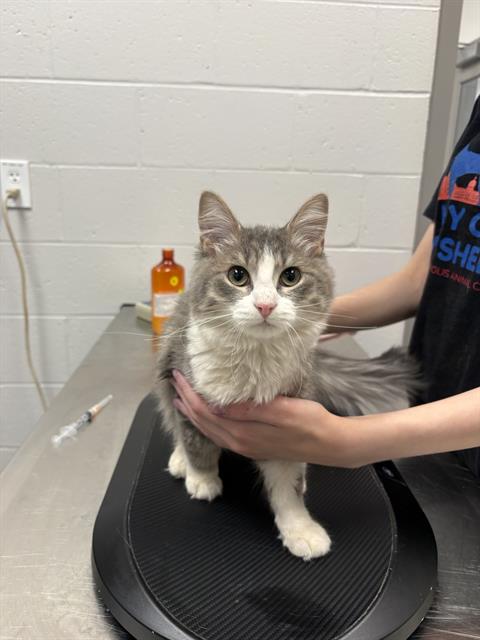 Shelter Stray Female Cat last seen Near, 5001 E Raymond St, Indianapolis, IN 46203, USA