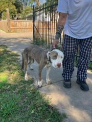 Shelter Stray Male Dog last seen Near BLOCK S SANTA FE AVE, WICHITA KS 67211, 3303 N Hillside St, Wichita, KS 67219, USA
