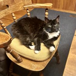 Lost Female Cat last seen Near SE Oatfield Rd., Milwaukie, OR 97222