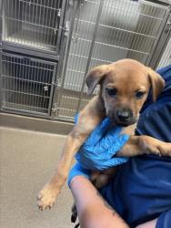 Shelter Stray Female Dog last seen Near BLOCK N HILLSIDE AVE, WICHITA KS 67214, 3303 N Hillside St, Wichita, KS 67219, USA
