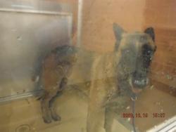 Shelter Stray Male Dog last seen Near BLOCK NW 26TH AVE, 3599 NW 79th Ave, Doral, FL 33122, USA