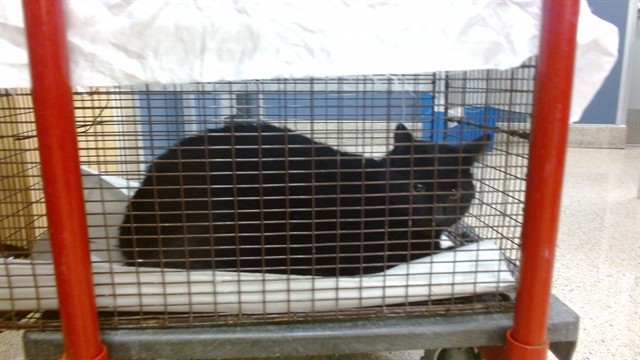 Shelter Stray Male Cat last seen Near BLOCK SAN SIMEON WAY, 3599 NW 79th Ave, Doral, FL 33122, USA