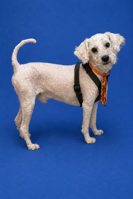 Shelter Stray Male Dog last seen LAS, 3599 NW 79th Ave, Doral, FL 33122, USA