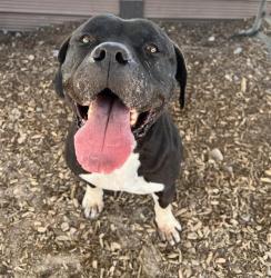 Shelter Stray Male Dog last seen Near BLOCK KAREN AVE NE, 8920 Lomas Blvd NE, Albuquerque, NM 87112, USA