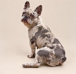 Shelter Stray Female Dog last seen , 38550 Sierra Hwy, Palmdale, CA 93550, USA