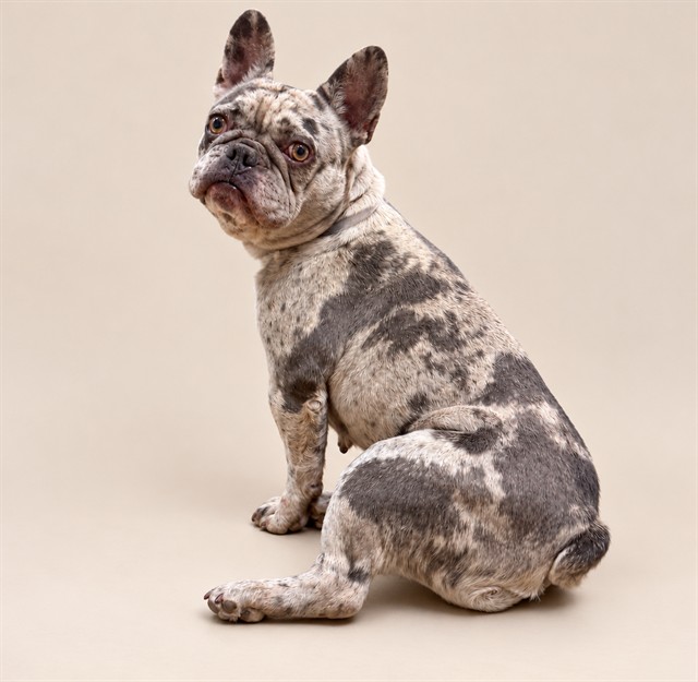 Shelter Stray Female Dog last seen , 38550 Sierra Hwy, Palmdale, CA 93550, USA