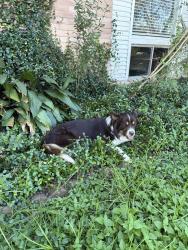 Found/Stray Unknown Dog last seen Kingston Dr, San Antonio, TX 78218