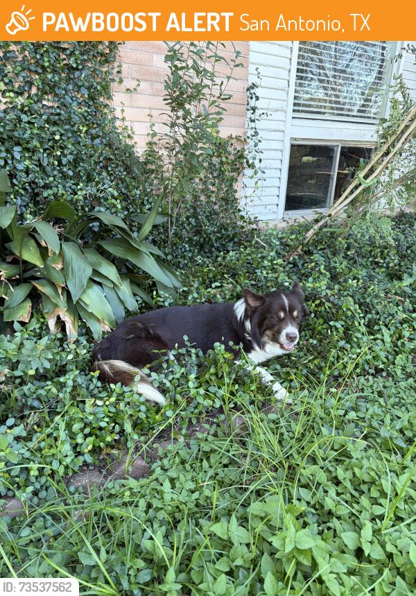 Found/Stray Unknown Dog last seen Kingston Dr, San Antonio, TX 78218