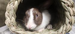 Shelter Stray Male Other last seen , 11361 W Pico Blvd, Los Angeles, CA 90064, USA