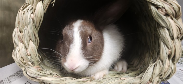 Shelter Stray Male Other last seen , 11361 W Pico Blvd, Los Angeles, CA 90064, USA