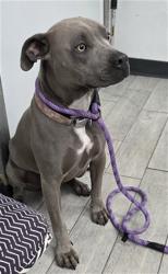 Shelter Stray Male Dog last seen Near BLOCK POPLAR ST, LAKE ISABELLA CA 93240, 14891 CA-178, Lake Isabella, CA 93240, USA