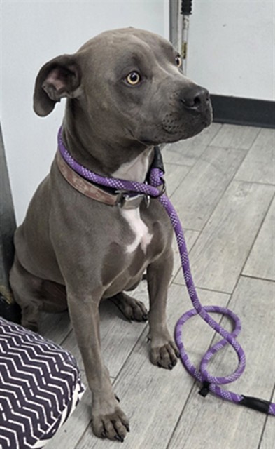 Shelter Stray Male Dog last seen Near BLOCK POPLAR ST, LAKE ISABELLA CA 93240, 14891 CA-178, Lake Isabella, CA 93240, USA