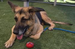 Shelter Stray Male Dog last seen , 1850 W 60th St, Los Angeles, CA 90047, USA