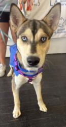 Shelter Stray Male Dog last seen , 1850 W 60th St, Los Angeles, CA 90047, USA