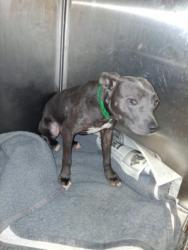 Shelter Stray Female Dog last seen , 1850 W 60th St, Los Angeles, CA 90047, USA