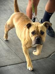 Shelter Stray Female Dog last seen , 1850 W 60th St, Los Angeles, CA 90047, USA
