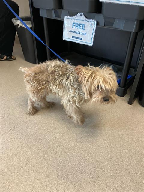 Shelter Stray Male Dog last seen Near BLK ORANGE AVE, LONG BEACH, CA 90807, 7700 E Spring St, Long Beach, CA 90815, USA