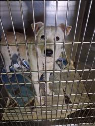 Shelter Stray Male Dog last seen , 1850 W 60th St, Los Angeles, CA 90047, USA