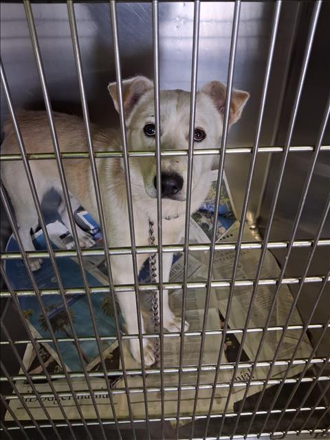 Shelter Stray Male Dog last seen , 1850 W 60th St, Los Angeles, CA 90047, USA