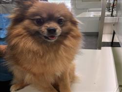 Shelter Stray Female Dog last seen , 1850 W 60th St, Los Angeles, CA 90047, USA