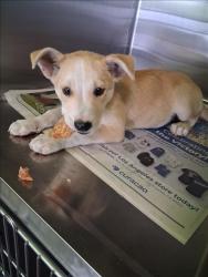 Shelter Stray Male Dog last seen , 1850 W 60th St, Los Angeles, CA 90047, USA