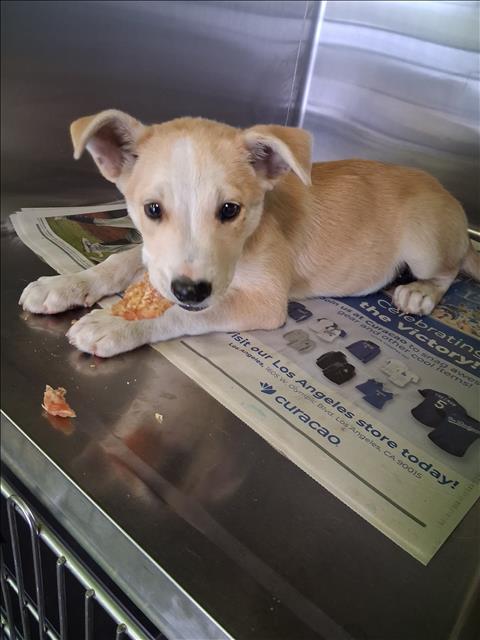 Shelter Stray Male Dog last seen , 1850 W 60th St, Los Angeles, CA 90047, USA