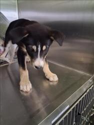 Shelter Stray Female Dog last seen , 1850 W 60th St, Los Angeles, CA 90047, USA