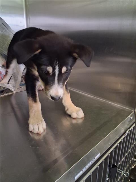 Shelter Stray Female Dog last seen , 1850 W 60th St, Los Angeles, CA 90047, USA