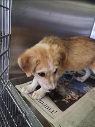 Shelter Stray Female Dog last seen , 1850 W 60th St, Los Angeles, CA 90047, USA
