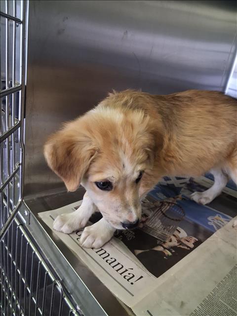 Shelter Stray Female Dog last seen , 1850 W 60th St, Los Angeles, CA 90047, USA