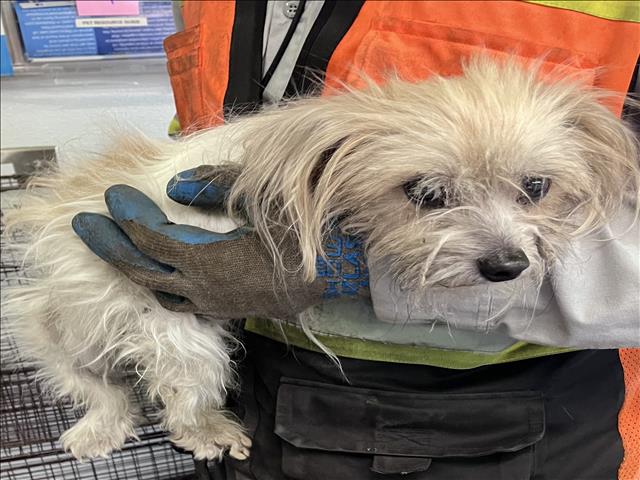 Shelter Stray Female Dog last seen , 1850 W 60th St, Los Angeles, CA 90047, USA