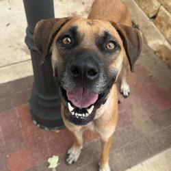 Shelter Stray Male Dog last seen CEEGEE WAY, 4710 TX-151, San Antonio, TX 78227, USA