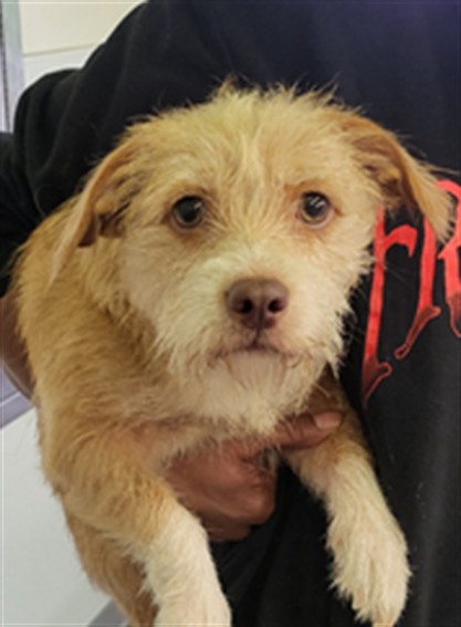 Shelter Stray Female Dog last seen , 1850 W 60th St, Los Angeles, CA 90047, USA