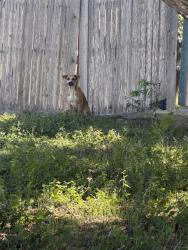 Shelter Stray Female Dog last seen Near BLOCK DEL RIO, 4710 TX-151, San Antonio, TX 78227, USA