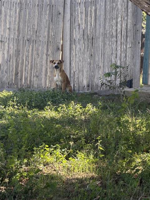 Shelter Stray Female Dog last seen Near BLOCK DEL RIO, 4710 TX-151, San Antonio, TX 78227, USA