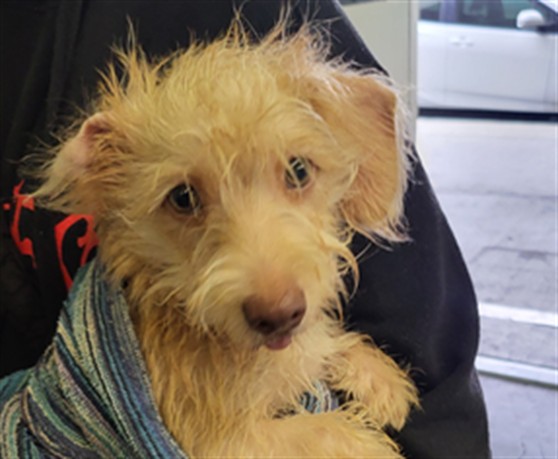 Shelter Stray Female Dog last seen , 1850 W 60th St, Los Angeles, CA 90047, USA