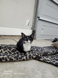Shelter Stray Male Cat last seen Near BLOCK W FRENCH PLACE, 4710 TX-151, San Antonio, TX 78227, USA