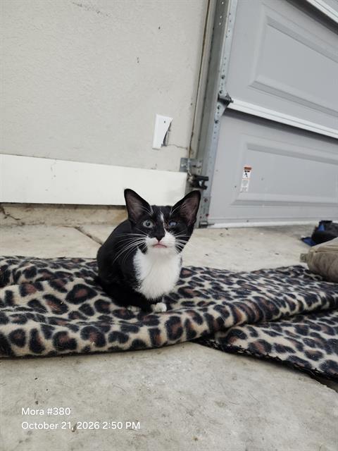 Shelter Stray Male Cat last seen Near BLOCK W FRENCH PLACE, 4710 TX-151, San Antonio, TX 78227, USA