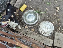 Shelter Stray Female Dog last seen Near BLOCK AVANT AVE, 4710 TX-151, San Antonio, TX 78227, USA