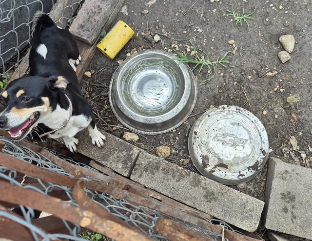 Shelter Stray Female Dog last seen Near BLOCK AVANT AVE, 4710 TX-151, San Antonio, TX 78227, USA