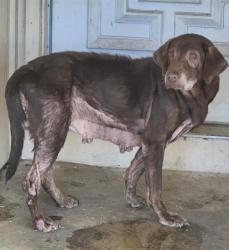 Shelter Stray Female Dog last seen Near BLOCK AMBLING, 4710 TX-151, San Antonio, TX 78227, USA