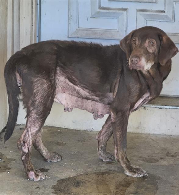 Shelter Stray Female Dog last seen Near BLOCK AMBLING, 4710 TX-151, San Antonio, TX 78227, USA