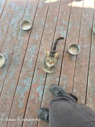 Shelter Stray Male Cat last seen Near BLOCK CASTROVILLE RD LOT 2, 4710 TX-151, San Antonio, TX 78227, USA
