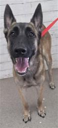 Shelter Stray Female Dog last seen FOOTHILL AND CEDER, 333 Chandler Pl, San Bernardino, CA 92408, USA