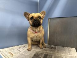 Shelter Stray Female Dog last seen CITRUS ST, 333 Chandler Pl, San Bernardino, CA 92408, USA