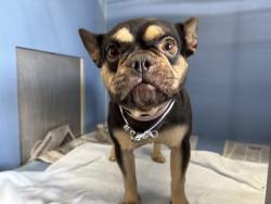 Shelter Stray Female Dog last seen CITRUS ST, 333 Chandler Pl, San Bernardino, CA 92408, USA