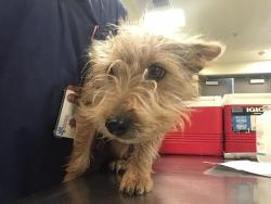Shelter Stray Male Dog last seen ESPLANADE AND STATE, SAN JACINTO, 581 S Grand Ave, San Jacinto, CA 92582, USA