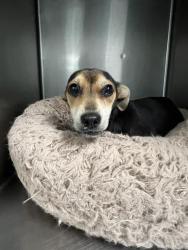 Shelter Stray Female Dog last seen Near BLOCK PERRIS BLVD, PERRIS CA 92571, 581 S Grand Ave, San Jacinto, CA 92582, USA
