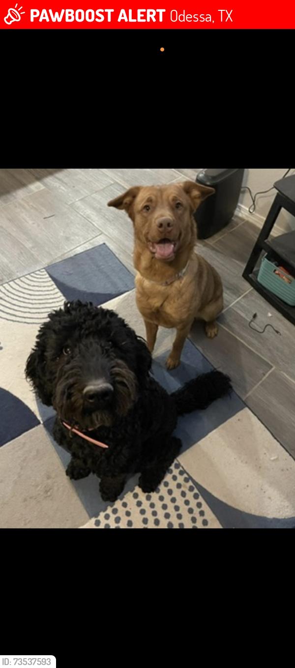 Lost Female Dog last seen 52nd & dawn, Odessa, TX 79762