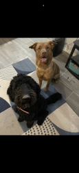 Lost Female Dog last seen 52nd & dawn, Odessa, TX 79762